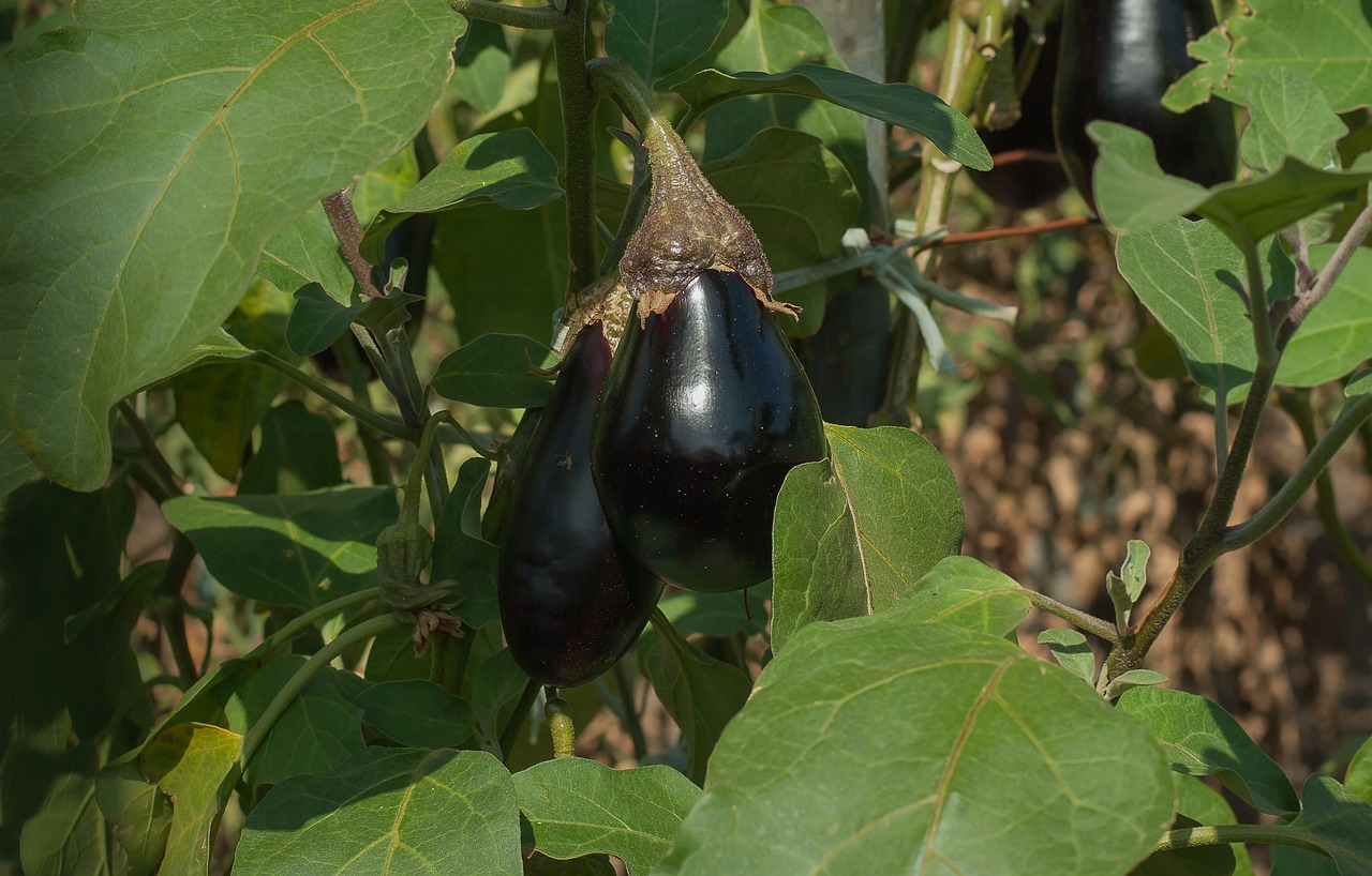 Best Tips for Growing Eggplant in Raised Beds